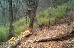 ��������̬�ա��׸���������̬�ա����� ������̬������������ע